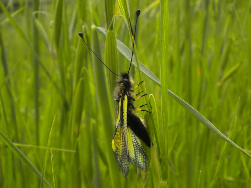 Libelloides coccajus